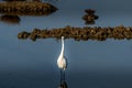 white egret strolls through the swamp in the ornithological reserve near Bordeaux named Reserve Ornitologique du Teich