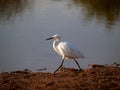 White Egret at Sunset Royalty Free Stock Photo