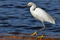 Egret walking the plank Royalty Free Stock Photo