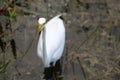 White egret swimming in swamp Royalty Free Stock Photo