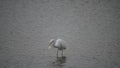 White egret (Taiwan birds ).