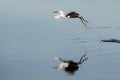 white egret taking flight with a reflection in the lake water Royalty Free Stock Photo