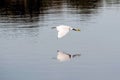 white egret taking flight with a reflection in the lake water Royalty Free Stock Photo