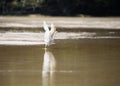 White egret taking flight Royalty Free Stock Photo