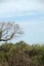 White egret taking flight from tree along river Royalty Free Stock Photo