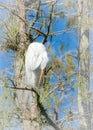 White egret tree Everglades