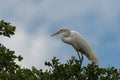White Egret in the trees with blue sky peeking through clouds Royalty Free Stock Photo