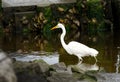 A white egret wading in a tidal pool beside a dock. Royalty Free Stock Photo