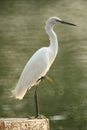 White egret 3 Royalty Free Stock Photo