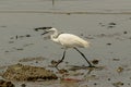A white egret walking above the beach, during the day Royalty Free Stock Photo