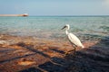 White egret walking on beach in Egypt. Heron looking for food. Wild birds Royalty Free Stock Photo