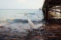 White egret walking on beach by pier in Egypt. Heron looking for food. Wild birds Royalty Free Stock Photo