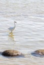 White egret walks in the water at sea. Little Egret Walking on the Sea Shore. vertical photo Royalty Free Stock Photo