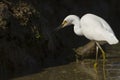 One white egret shrunken neck in a muddy farming location in search of food