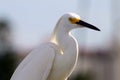 White egret, white heron Royalty Free Stock Photo