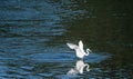 White egret landing in a lake of blue water Royalty Free Stock Photo