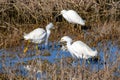 White egrets fishing on a pond in one of the marshes of south San Francisco bay area, California