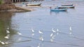 White egrets flock together to find food in Ban Na Kluea Bay during low tide.