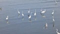 White egrets flock together to find food in Ban Na Kluea Bay during low tide.