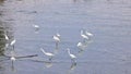 White egrets flock together to find food in Ban Na Kluea Bay during low tide.