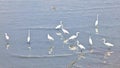 White egrets flock together to find food in Ban Na Kluea Bay during low tide.