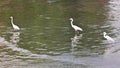 White egrets flock together to find food in Ban Na Kluea Bay during low tide.