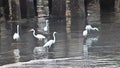 White egrets flock together to find food in Ban Na Kluea Bay during low tide.