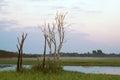 White Egrets Royalty Free Stock Photo