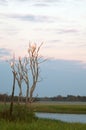 White Egrets Royalty Free Stock Photo