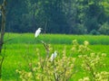 White Egrets Perched in a Treetop Royalty Free Stock Photo