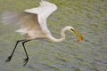 White egrets predator Royalty Free Stock Photo