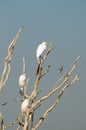 White Egrets Royalty Free Stock Photo