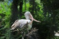 White Egrets with Wierd Mouth Royalty Free Stock Photo