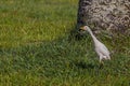 White egyptian heron Bubulcus ibis goes forward next to a tree and carefully looks to the side, craning its neck