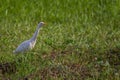 White egyptian heron Bubulcus ibis stands on the grass and carefully looks away