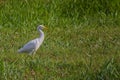 White egyptian heron Bubulcus ibis walks forward along the grass arched neck