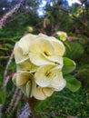 The white eight gods flowers are sought after by ornamental plant lovers