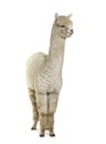 White eight months old alpaca - Lama pacos, isolated