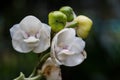 White elata orchid