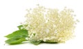 White elder flower on green leaf