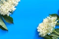 White elder flower with green leaves on blue background