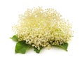 White elder flower