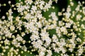 White elder flower Sambucus close up macro shot