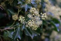 White elder plant close up view in autumn