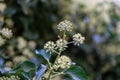 White elder plant close up view in autumn