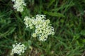 White elder plant