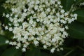 White elderberry blossom