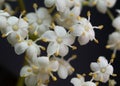 White Elderflower sambucus nigra - white flowers