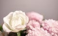 White elegance rose among blurred pastel pink flowers with light background Royalty Free Stock Photo