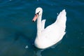 White elegant bird swan flowing on pond surface